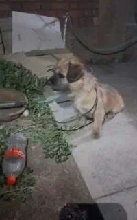 سگ پاکوتاه