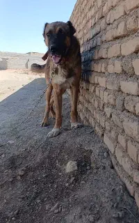 سگ گلگی