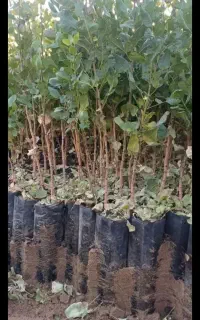 نهال پسته