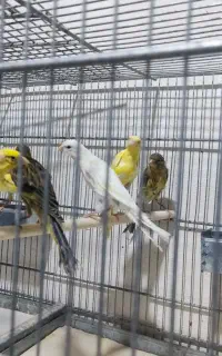 قناری یه سر جیور کله ماری  پارت چهارم