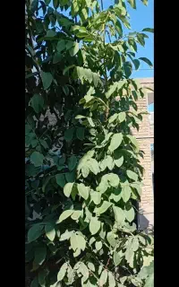 فروش یک درخت گردو دو ساله اندازه ۴متر قیمت۲میلیون