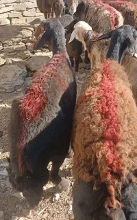 تعداد ۸ راس میش زاییده درجه یک
