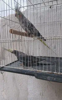 یک جفت عروس هلندی