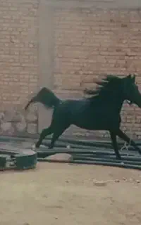 اسب نریون