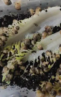 جوجه حلزون آلبینو