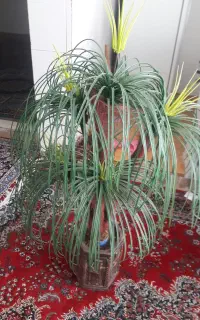 درختچه ی نخل مصنویی