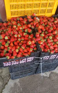 فروش سبد میوه