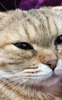 گربه اسکاتیش