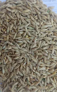جو بهاره ابی رقم بهمن