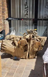 تنه ی درخت ،ریشه ی درخت