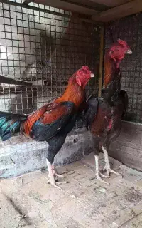 خروس لاری افغان دانگ بالا