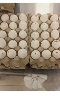 تخم مرغ شکسته تازه