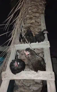 فروش مرغ خروس محلی