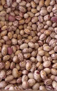 لوبیا چیتی
