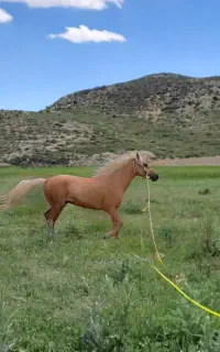 اسب