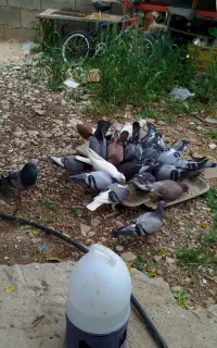 کبوتر پلاکی و قفس بزرگ