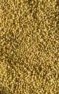 بذر یونجه درجه یک رنجر