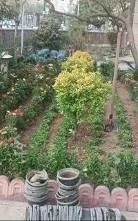 باغبانی گل گیاهرس کاری تمیزکردن باغ باغچه سامپاشی