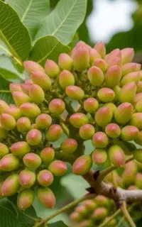 باغ پسته داری نتیجه متفاوت میخوایی
