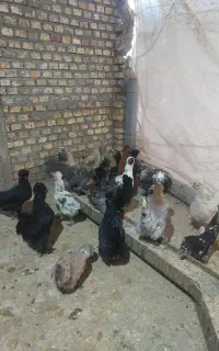 مرغ خروس سلطان ومحلی تخم گزارموجودهست