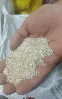 برنج شمال ودوستان عنبر بو
