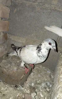 همه رقم کبوتر