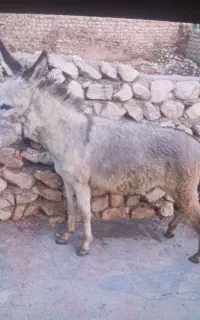 الاغ مادیان دو ساله