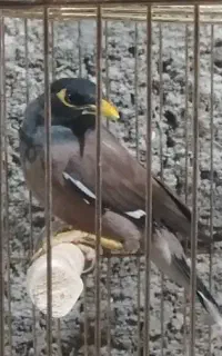 مرغ مینا