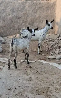 دام اصیل