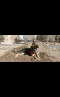 ژرمن نر جهت جفتگیری