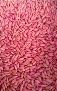 گندم بذر دیم مادر