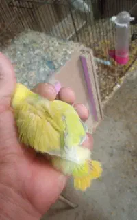 طوطی  برزیلی جوجه