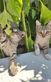 واگذاری بچه گربه فوری