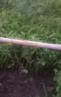 نشا گوجه مشکین آباد