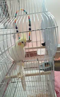 عروس هلندی نر