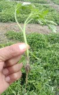 نشا گوجه فرنگی و نشا فلفل به قیمت مناسب