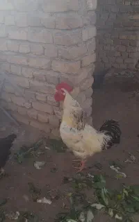 خروس