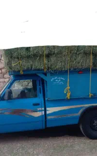 یونجه ساق‌ریز‌۹۰‌سانتی‌۱۲۰۰تحویلی‌یا‌کیلویی‌۴۰‌