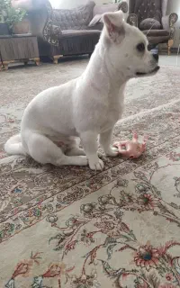 میکس مالتیز 7ماه نر