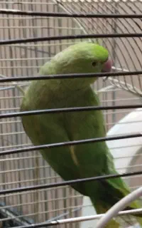 طوطی ملنگو نر