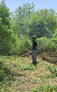 علف زنی .جوب بندی. هرس درختان