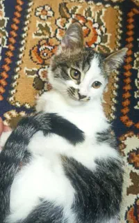 گربه خانگی