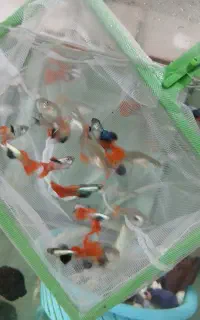 فروش ماهی گوپی