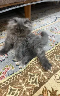 گربه اسکاتیش