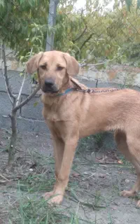 سگ پژدر ماده
