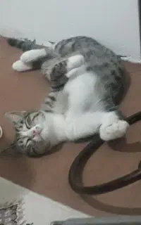 گربه