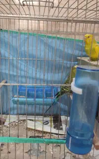 مرغ عشق