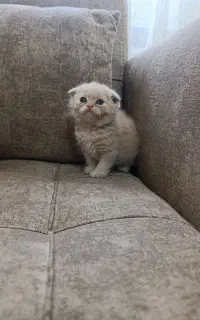 اسکاتیش جفت نر