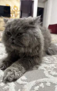گربه نر پرشین