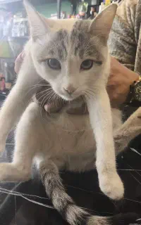 واگذاری گربه ماده